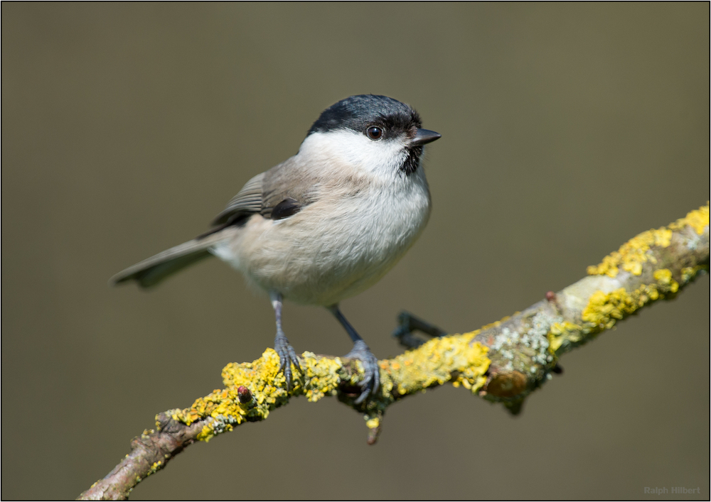 Mésange nonnette