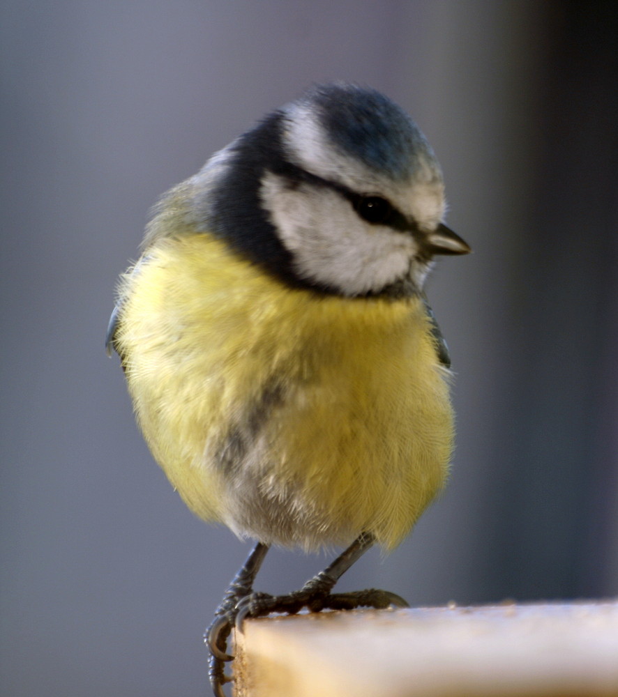 mésange pose