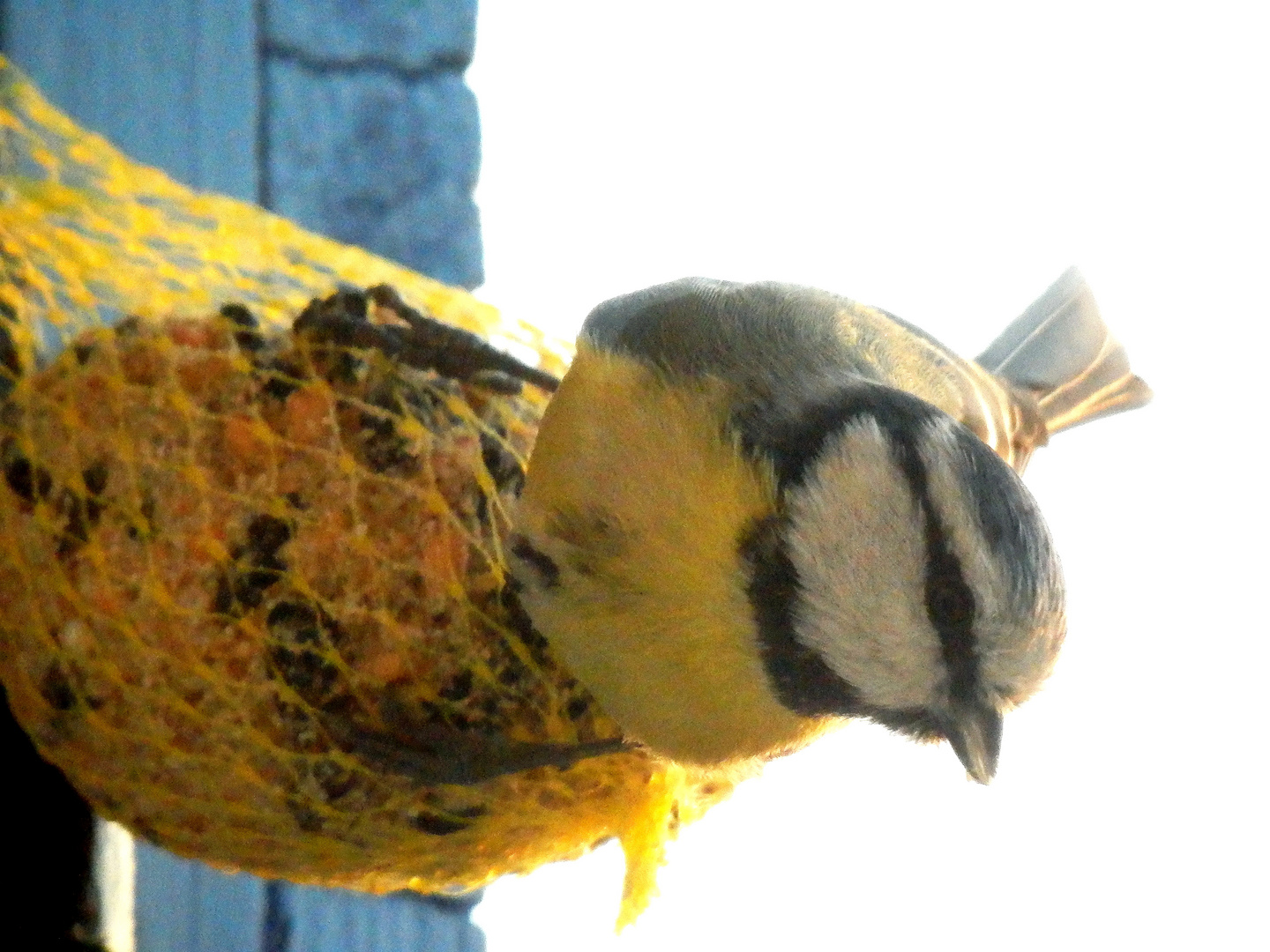 mésange presque apprivoisée