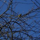 Mésange se reposant sur ces branches par un beau soleil d'hiver.