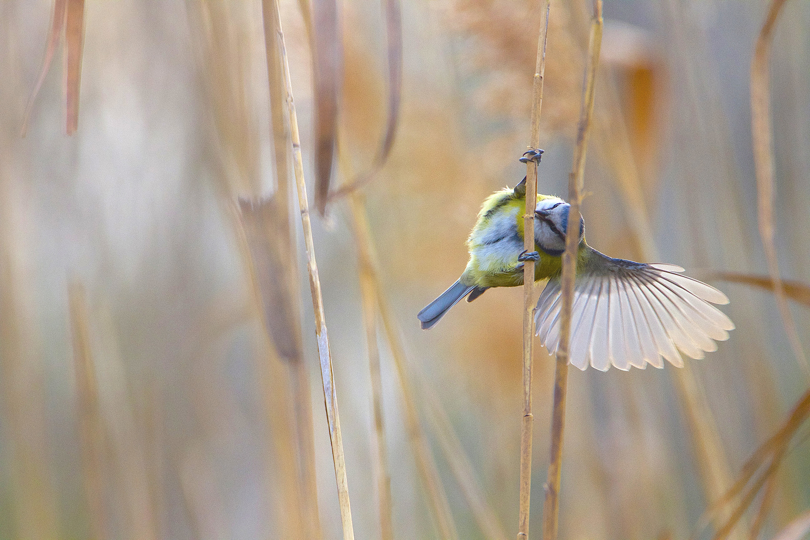 Mésange secrète