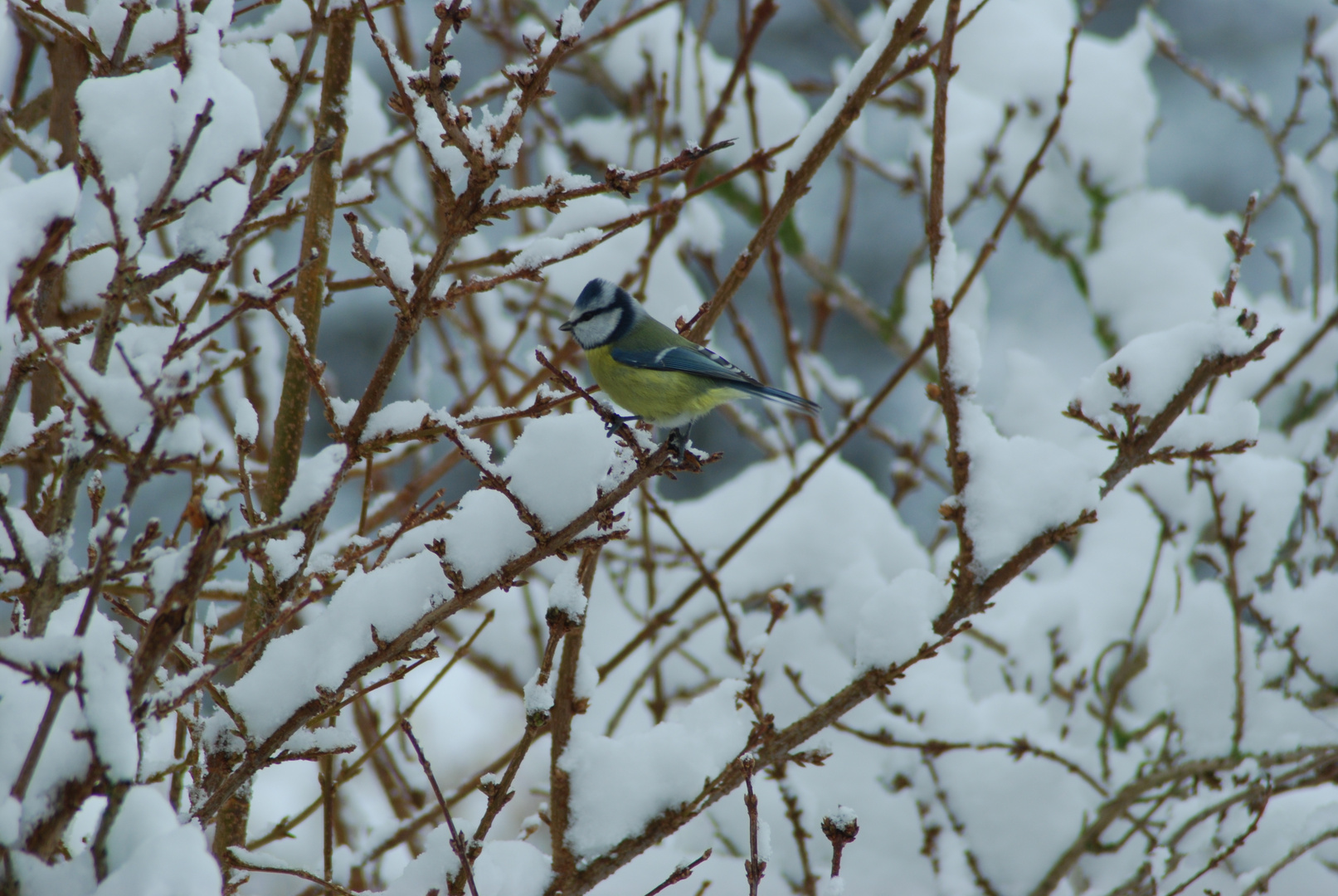 Mésange sous la neige