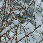 Mésange sous la neige