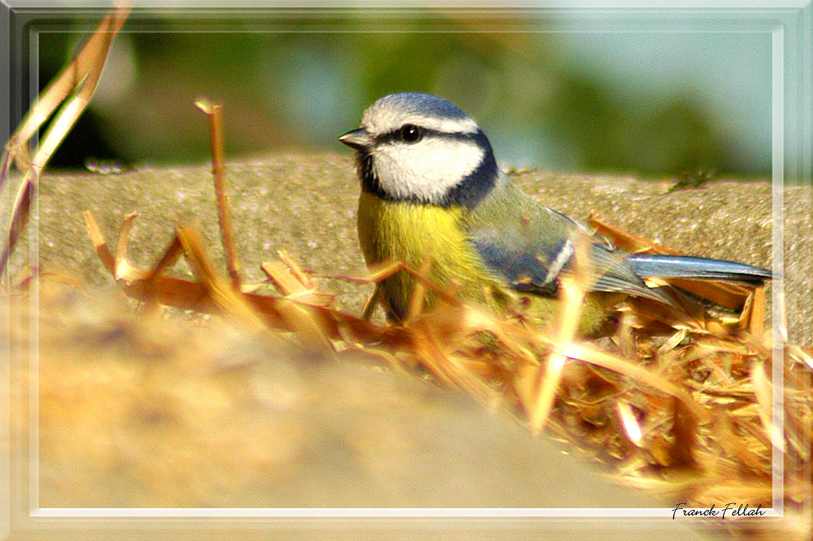 Mésange sur la paille...