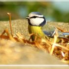 Mésange sur la paille...