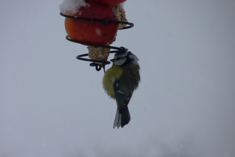 Mésange toute ébouriffée