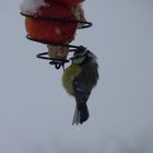 Mésange toute ébouriffée