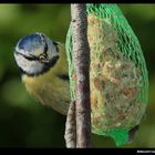 " Mésange très occupée "