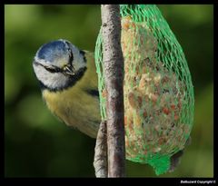 " Mésange très occupée "