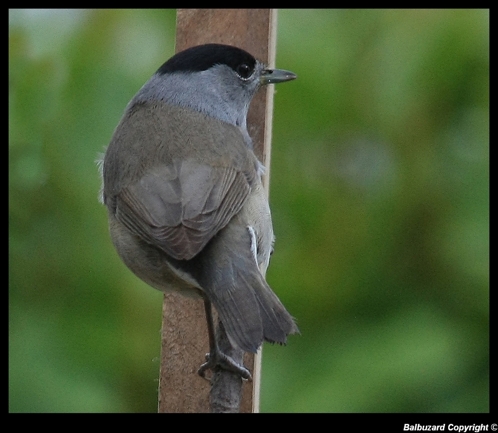 " Mésange tête noire ??? "