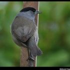 " Mésange tête noire ??? "