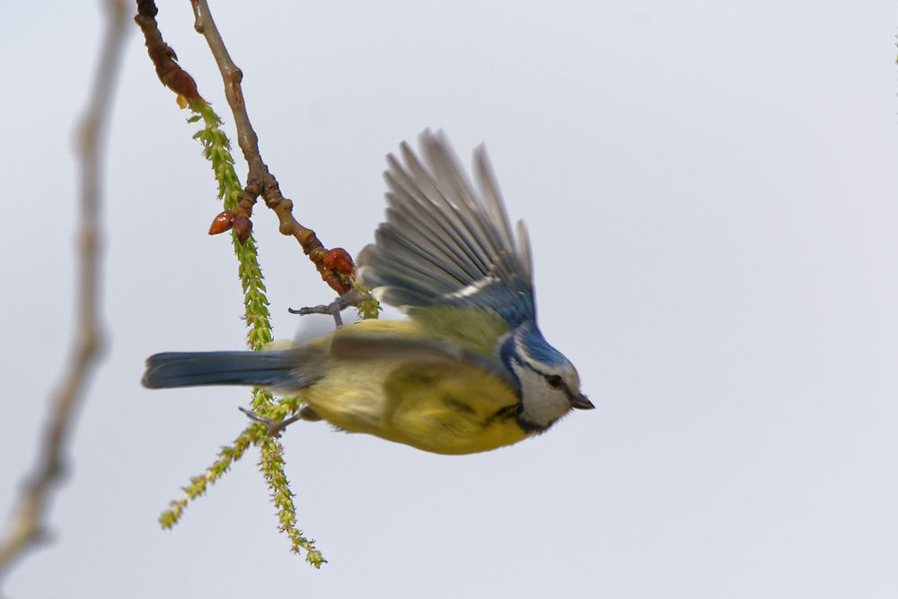 Mésange voltigeuse à la balançoire