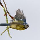 Mésange voltigeuse à la balançoire