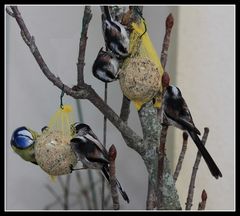 " Mésanges à longue queue et mésange bleue "