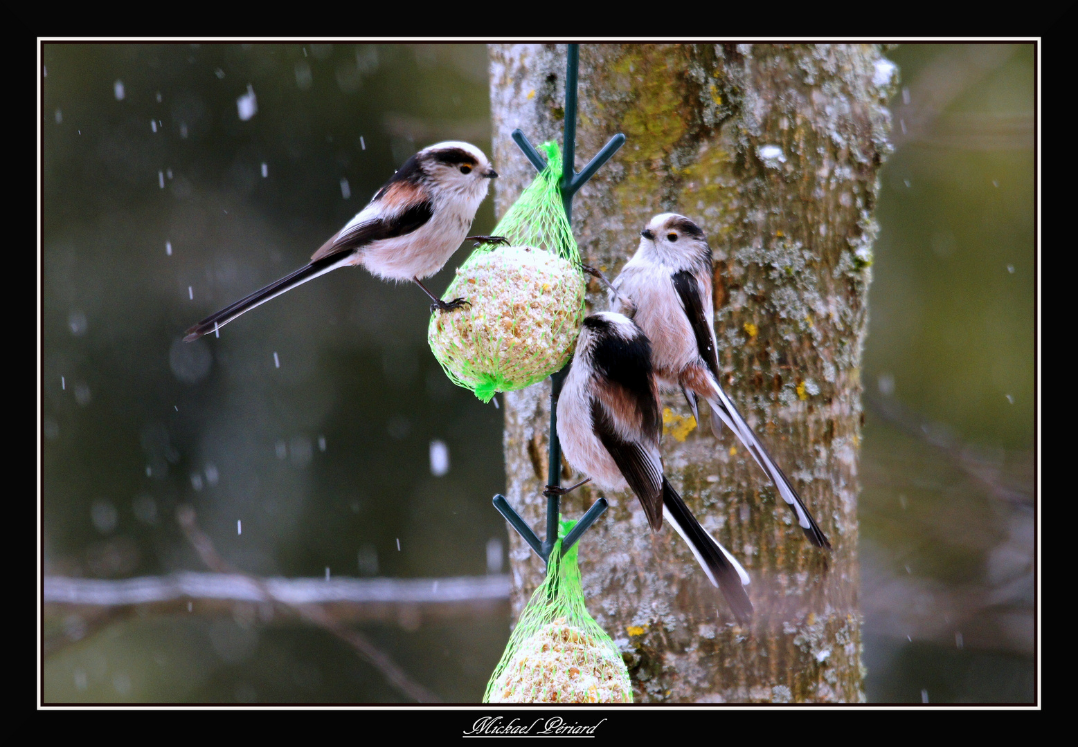 Mesanges a longue queue ( trio )