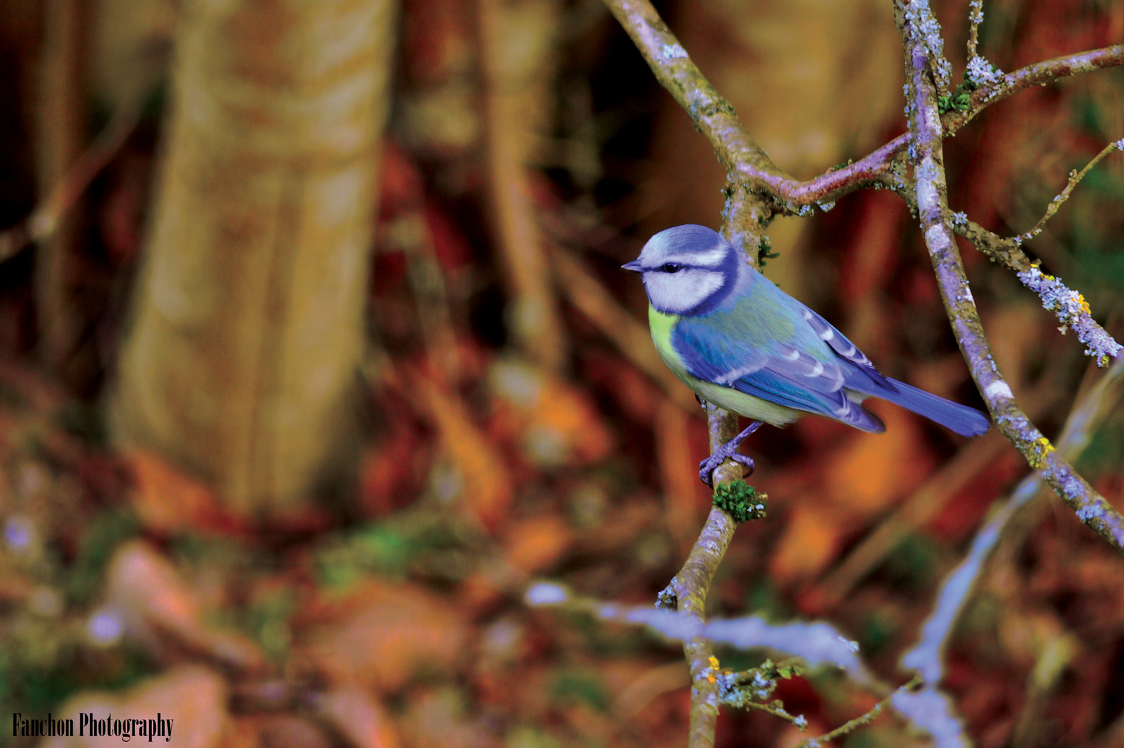 Mésanges bleues