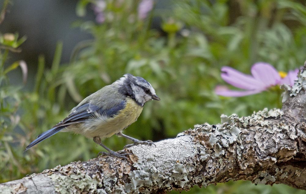 Mésanges bleues