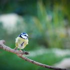 Mésange,tite bleue...