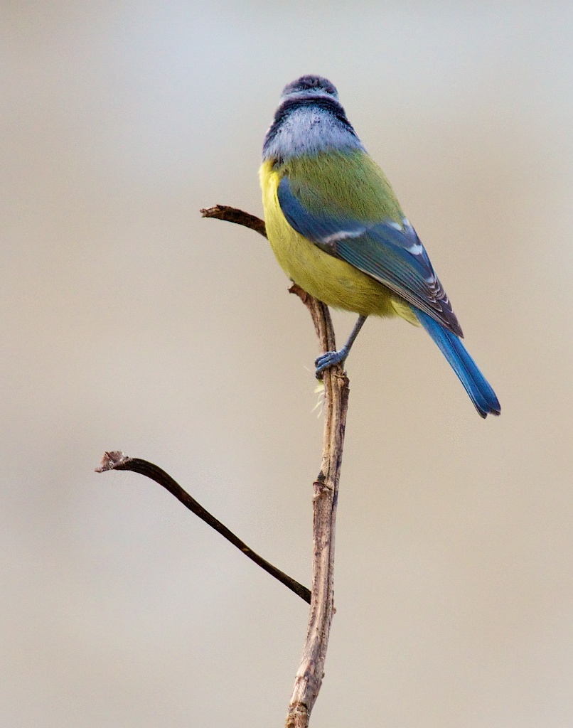 Mésanse de dos pour ses magnifiques couleurs