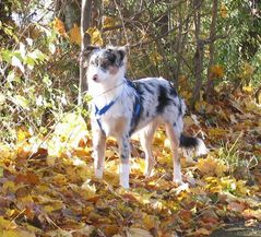 Meshua am herbstlichen Waldrand