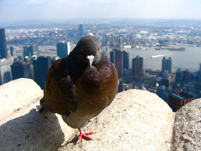 Mesmerizing pigeon