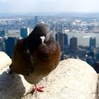 Mesmerizing pigeon