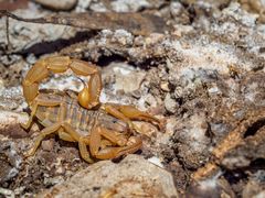 Mesobuthus gibbosus