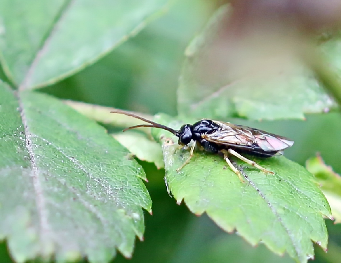 Mesoneura opaca