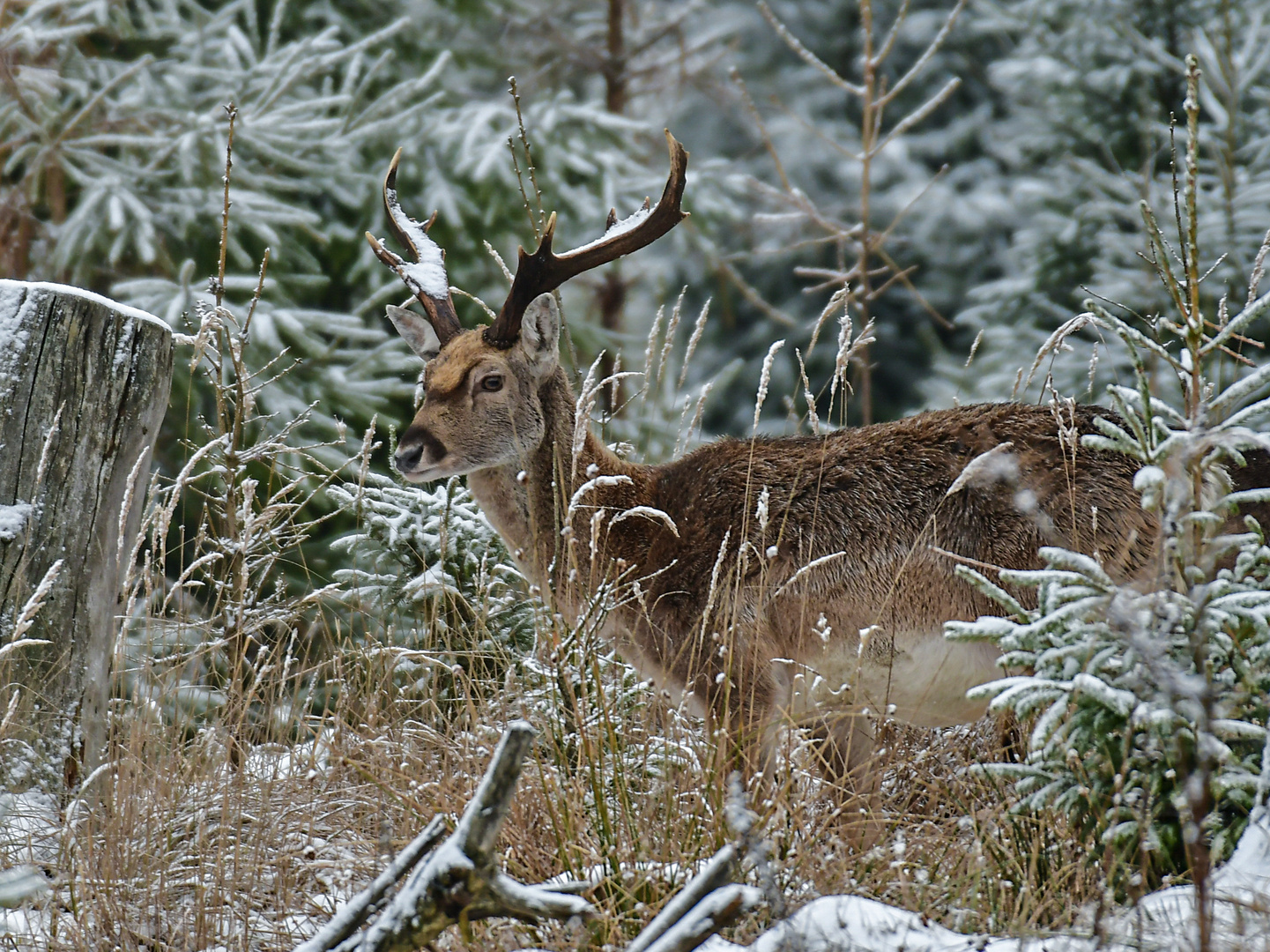 Mesopotamischer Damhirsch 