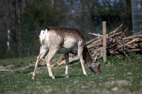 Mesopotanischer Damhirsch