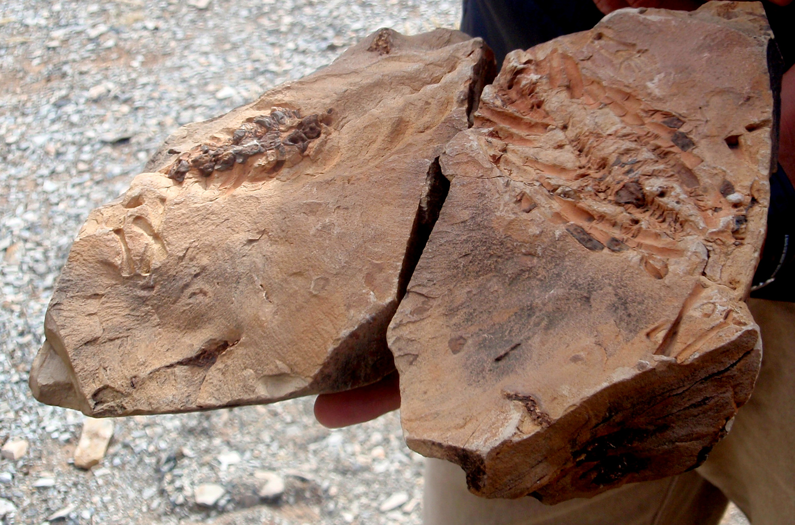 Mesosaurus-Fossil,Namibia