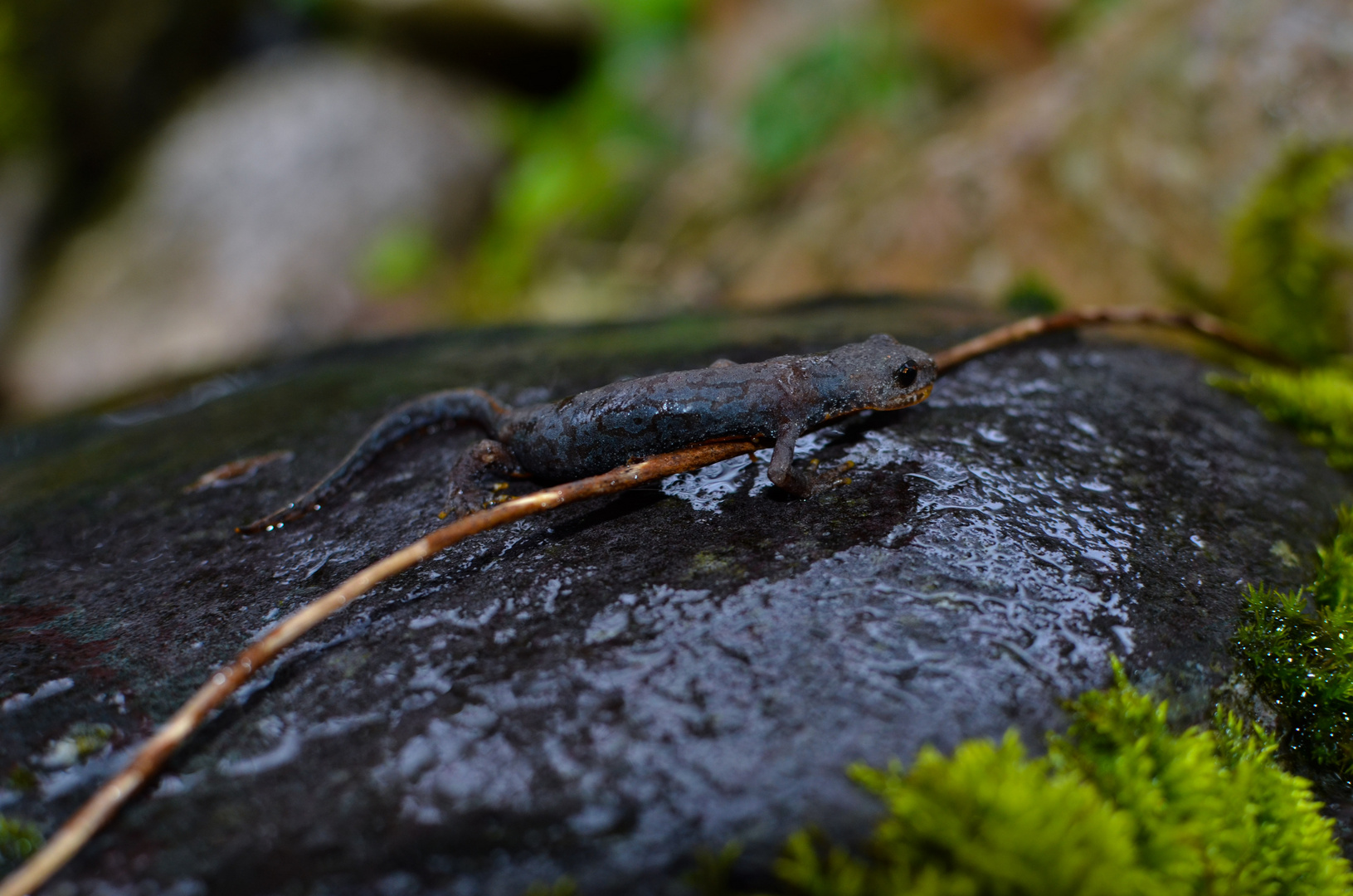 Mesotriton alpestris Weibchen