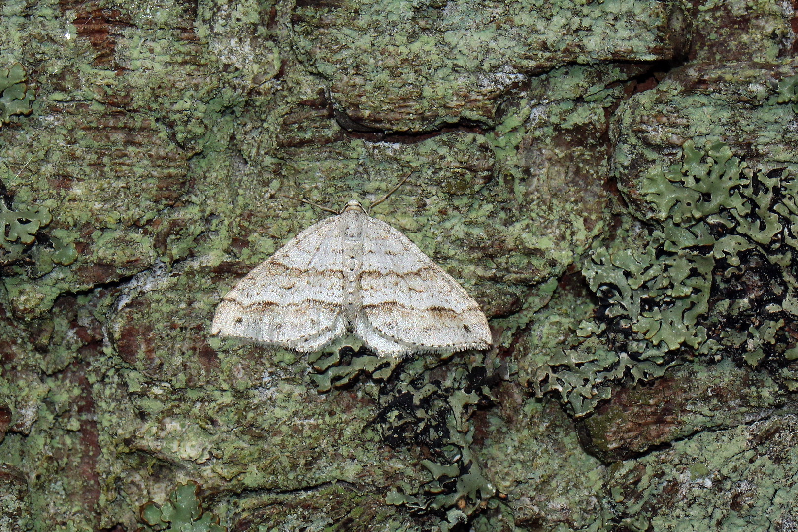 Mesotype parallelolineata