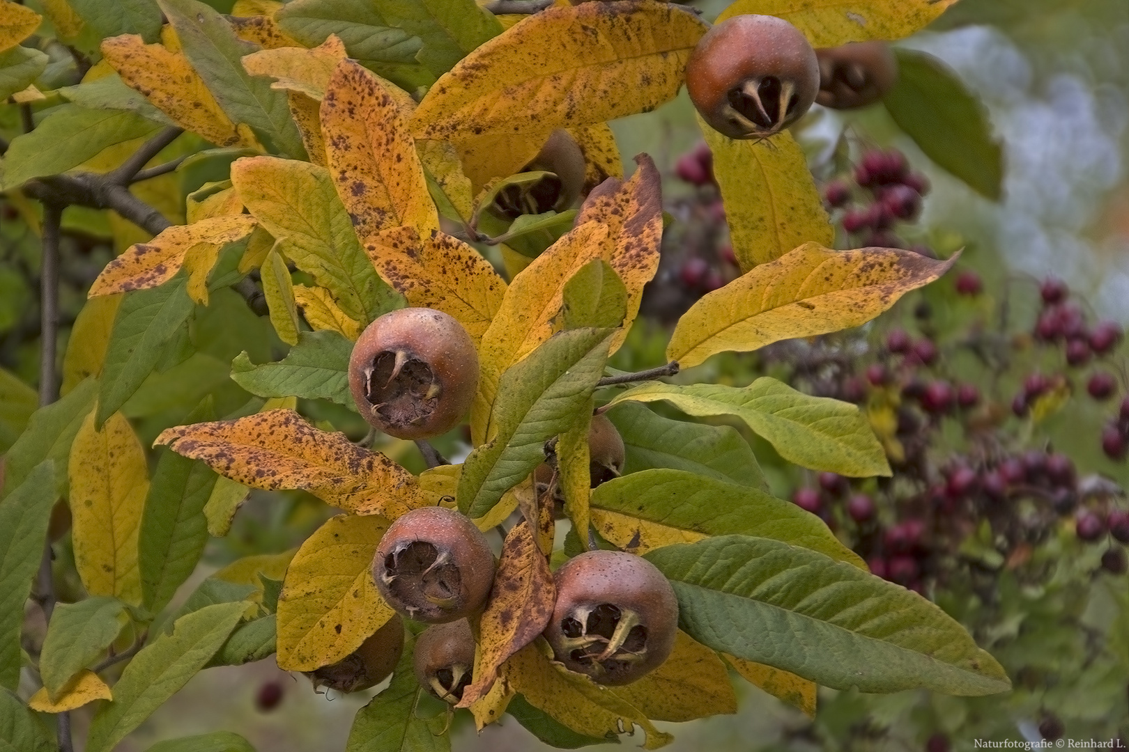  Mespilus germanica