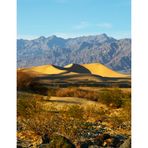 Mesquide Sand Dunes I