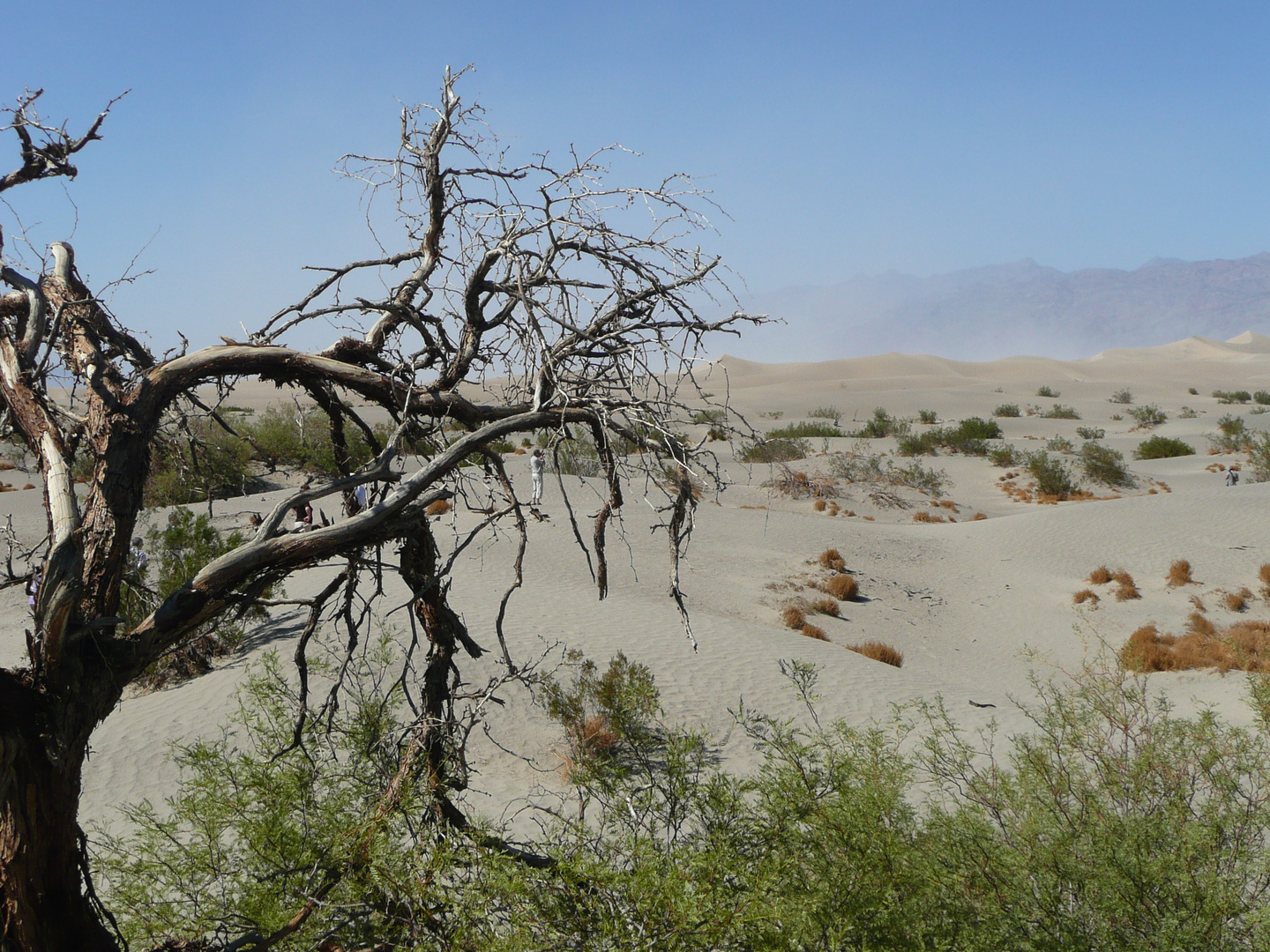 Mesquite Dunes