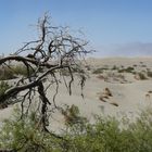 Mesquite Dunes