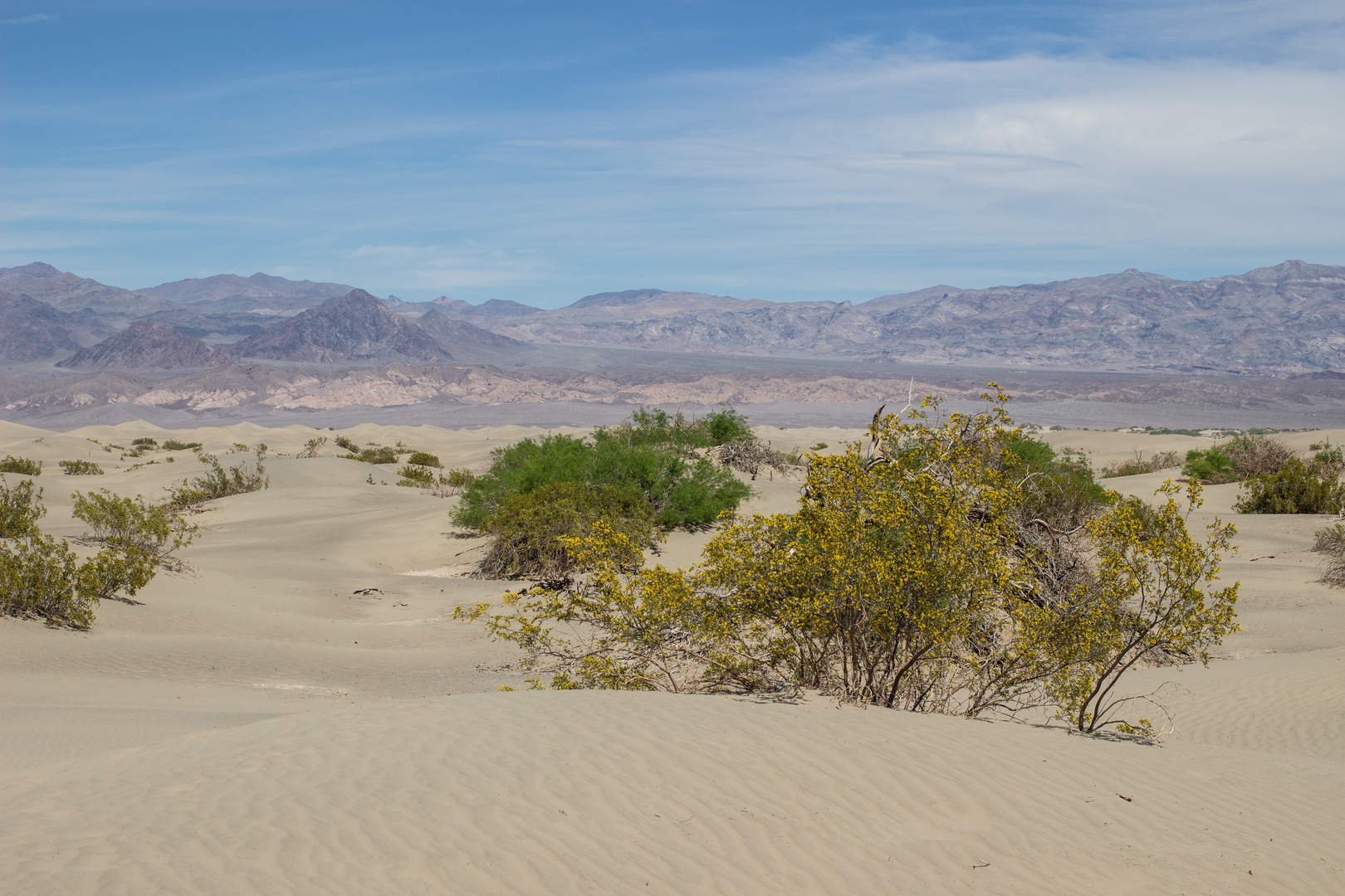 Mesquite flat sand dunes