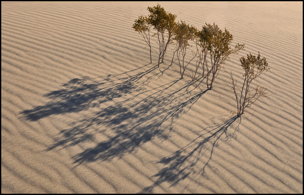 mesquite flats 9