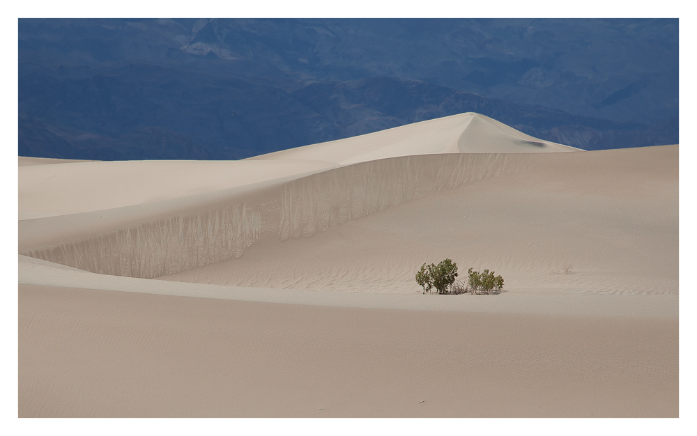 Mesquite Sand Dunes II