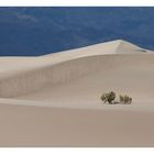 Mesquite Sand Dunes II