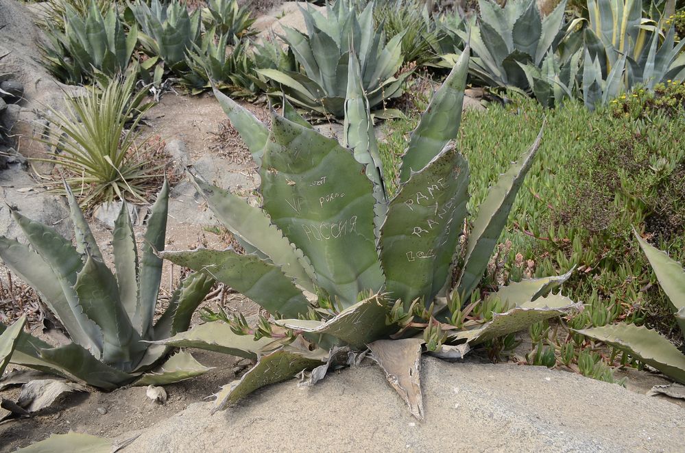 Message in a plant..