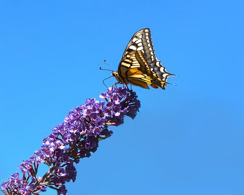 ...Messager du Printemps...