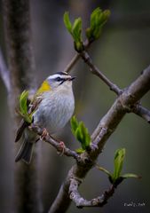 Messager du printemps