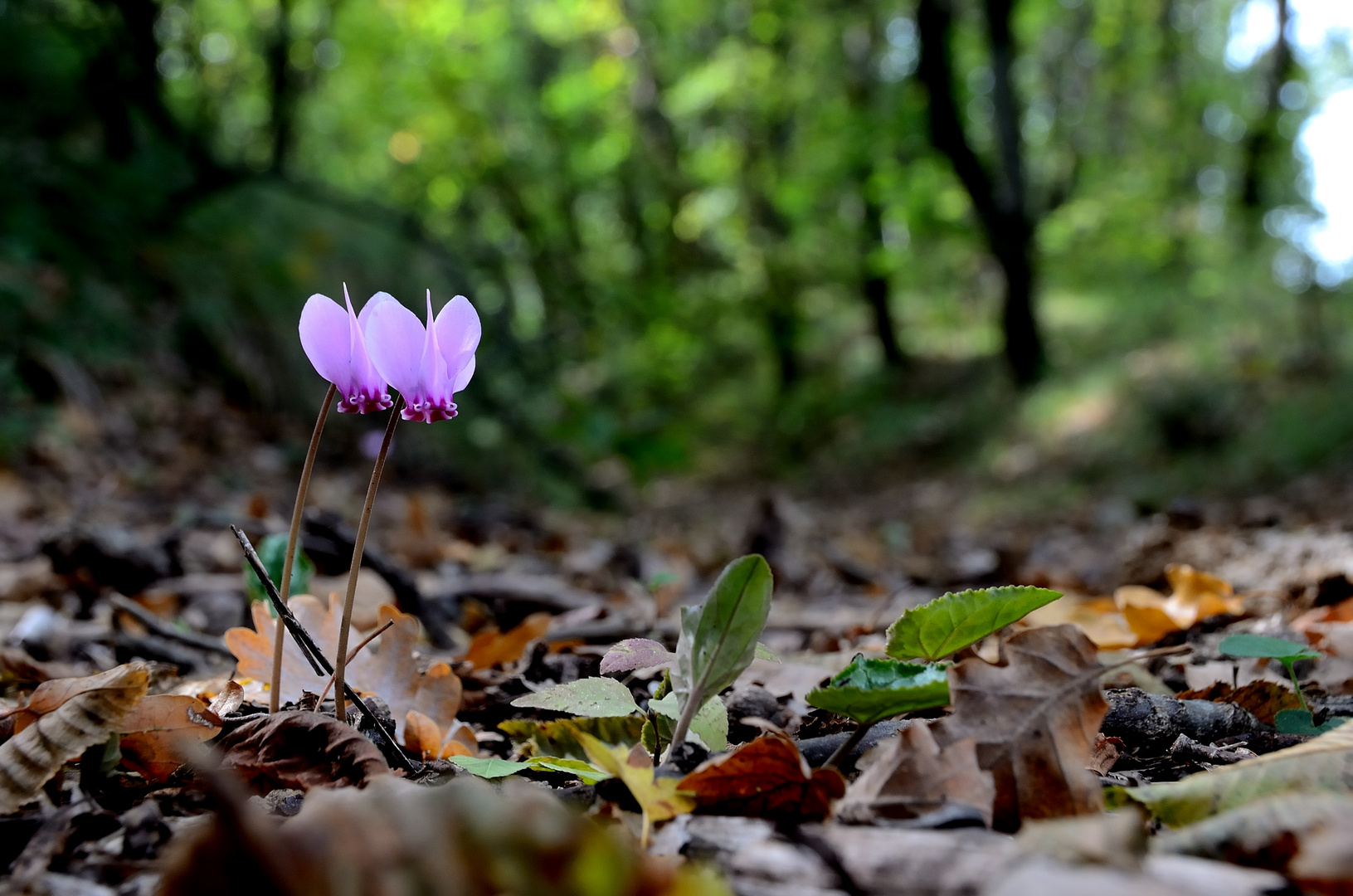 Messaggeri d'autunno