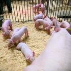 messe erfurt kleine schweine