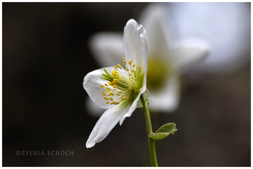 messenger of spring