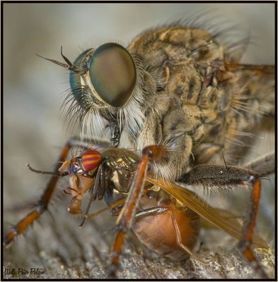 Messer im Rücken: Raubfliege ersticht Polierfliege