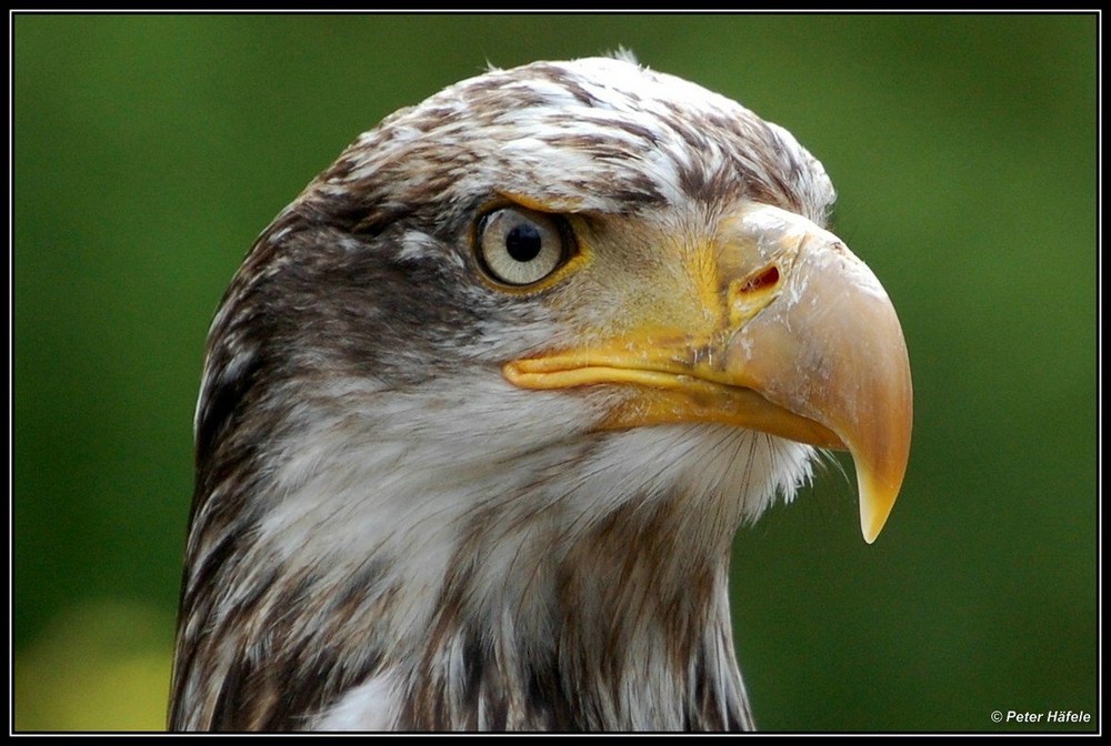 Messerscharfer Adlerblick