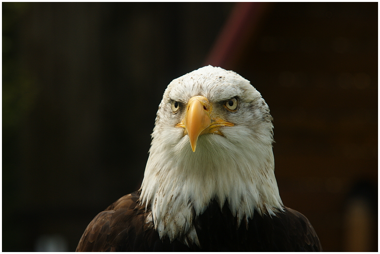 Messerscharfer Blick